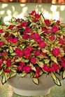 /Images/johnsonnursery/product-images/Impatien Sunpatien Compact Tropical Rose_wwgqdt6th.jpg